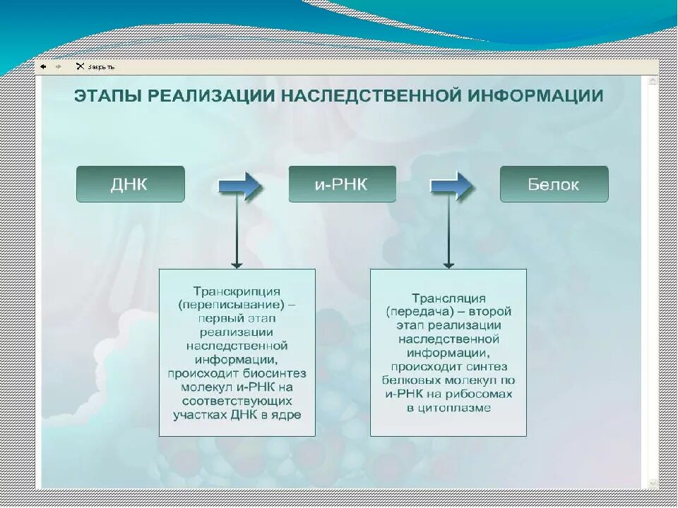 Реализация наследственной клетки. Роль нуклеиновых кислот в реализации наследственной информации. Последовательность этапов реализации наследственной информации. Реализация генетической информации схема.