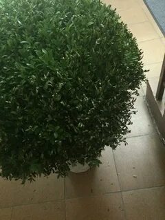 Как спасти самшит