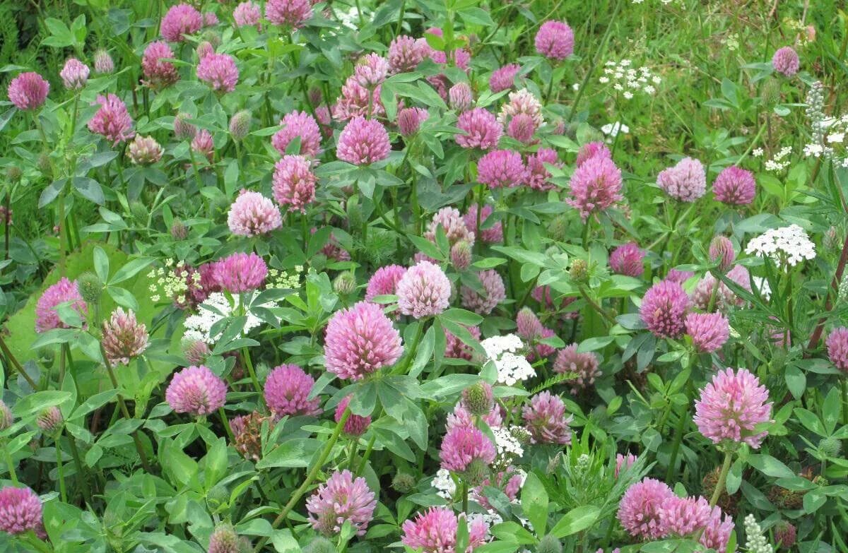 Клевер сайт. Клевер красный (Trifolium Rubens). Клевер Луговой (Trifolium pratense). Клевер гибридный розовый. Клевер Витязь Луговой сидерат.