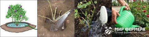 Сколько поливать домашнюю розу