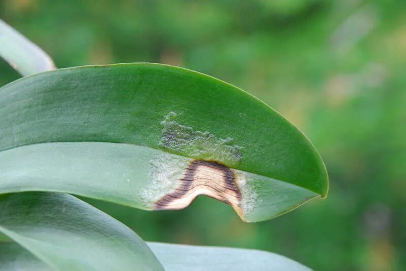 Болезнь орхидеи на листьях