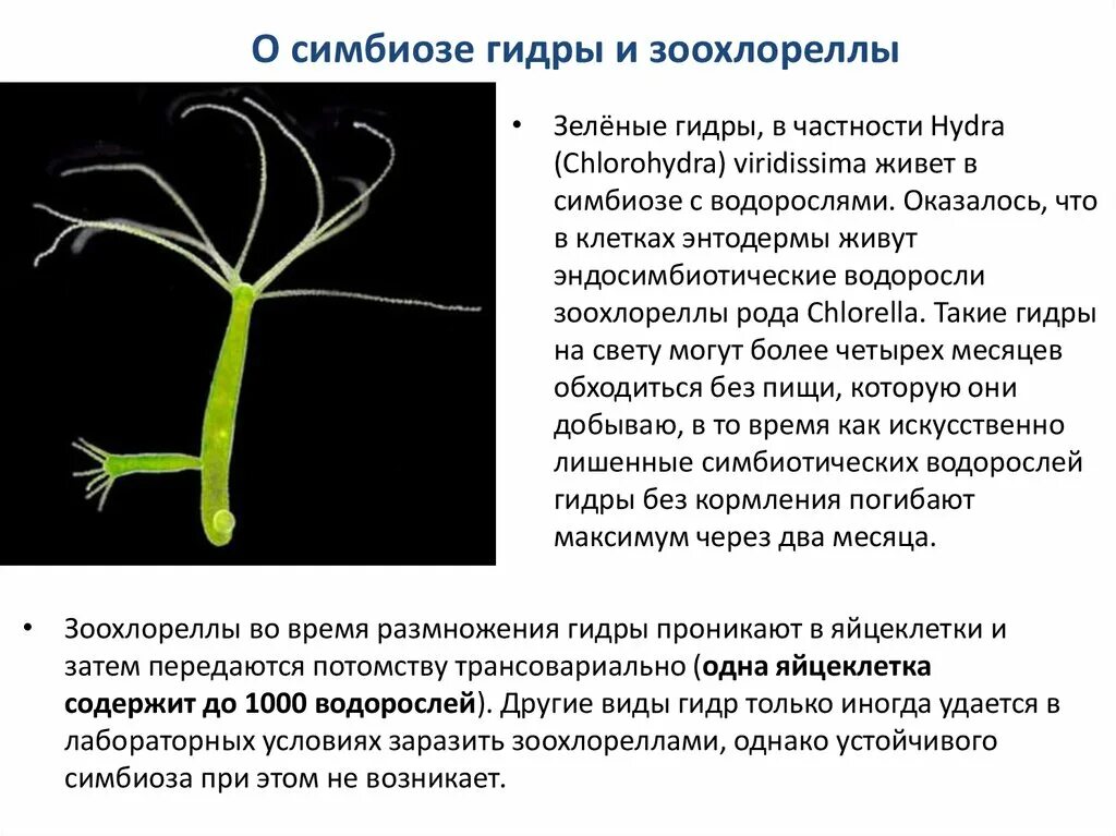Пресноводный полип гидру описал. Гидра в пресных водоемах. Наружное строение пресноводной гидры. Гидра это животное одноклеточное. Физиологический критерий пресноводной гидры.