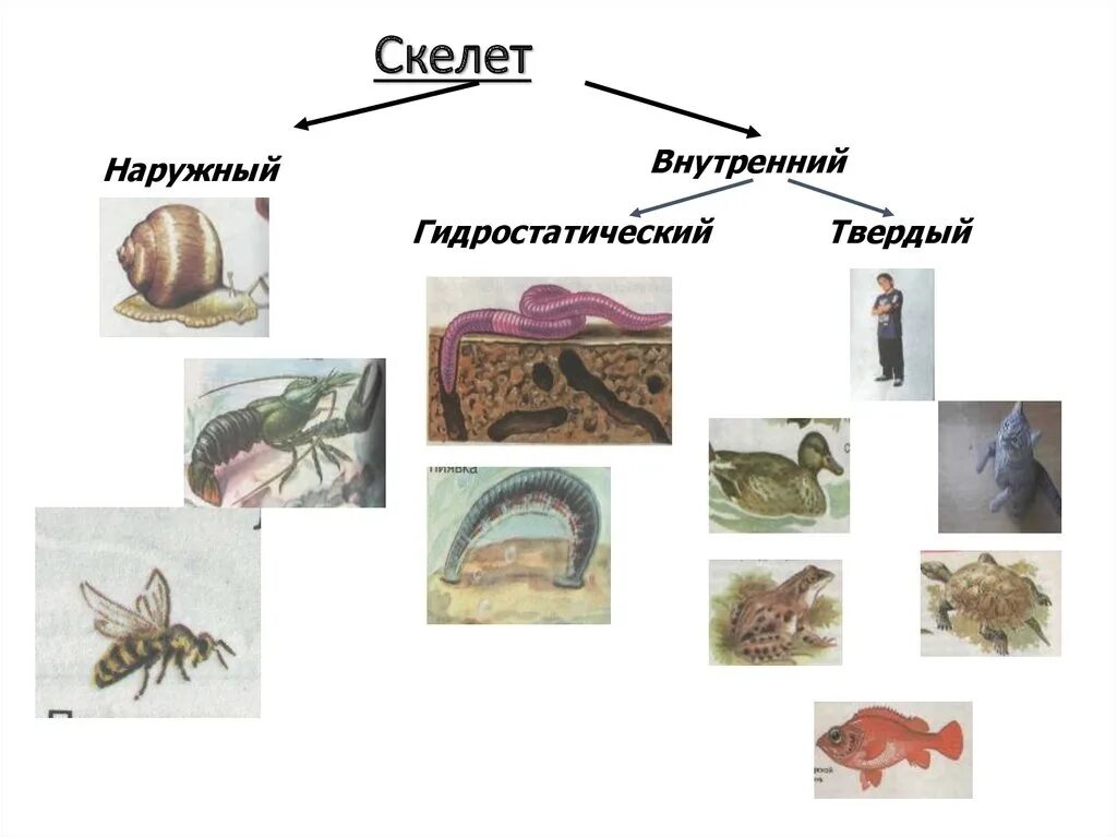 Прочный внутренний скелет. Типы скелетов наружный внутренний. Наружный скелет животных. Наружный и внутренний скелет у животных. Наружный скелет и внутренний скелет.