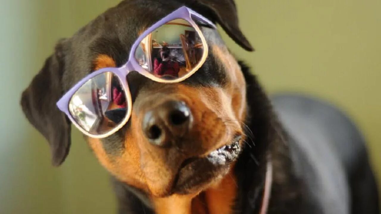 Учительница собака. Крутая собака. Собака с очками. Ротвейлер в очках.