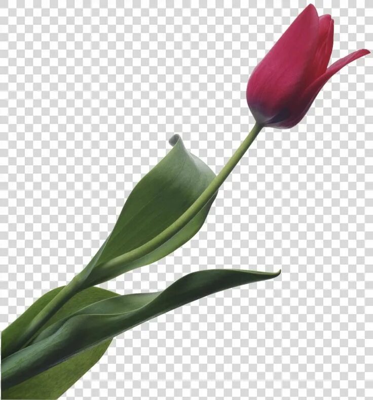 Is not a rose is a tulip