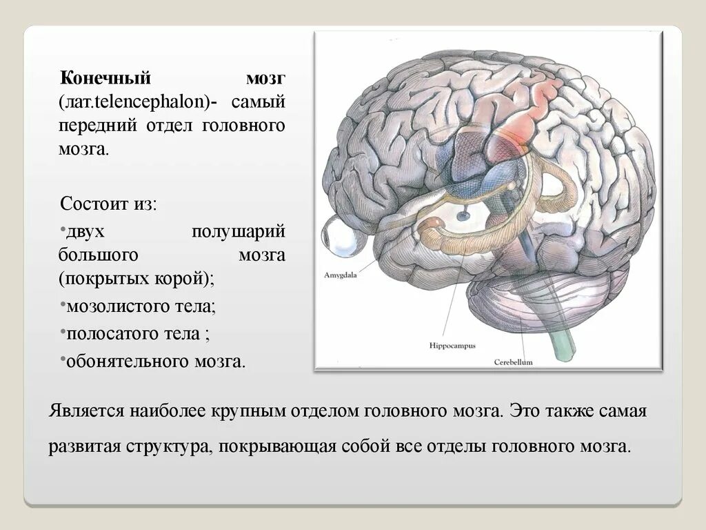 Полушария входят в состав мозга. Строение коры конечного мозга. Отделы мозга конечный мозг. Функции конечного мозга головного мозга. Строение и функции отделов головного мозга конечный мозг.