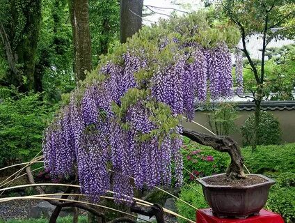 Китайская посадка