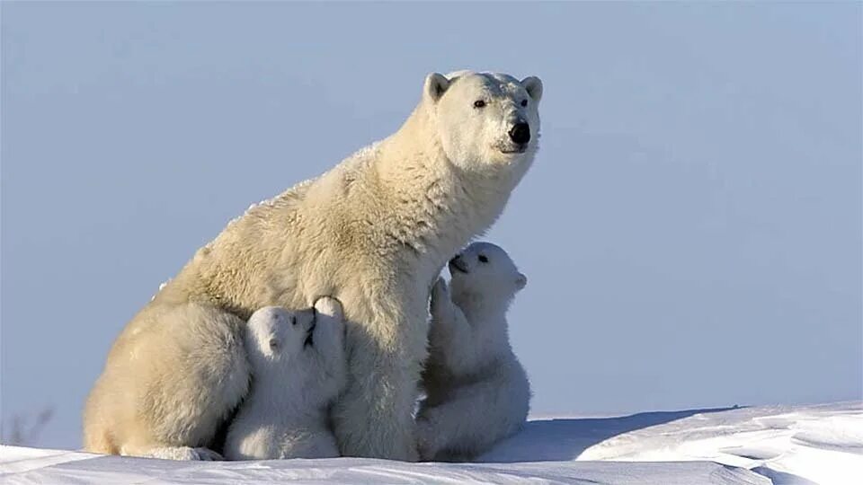 Дикие белые медведи. Белый медведь ursus maritimus. Белый медведь берлога белой медведицы. Дикие белые медведи. Дикие белые медведи.