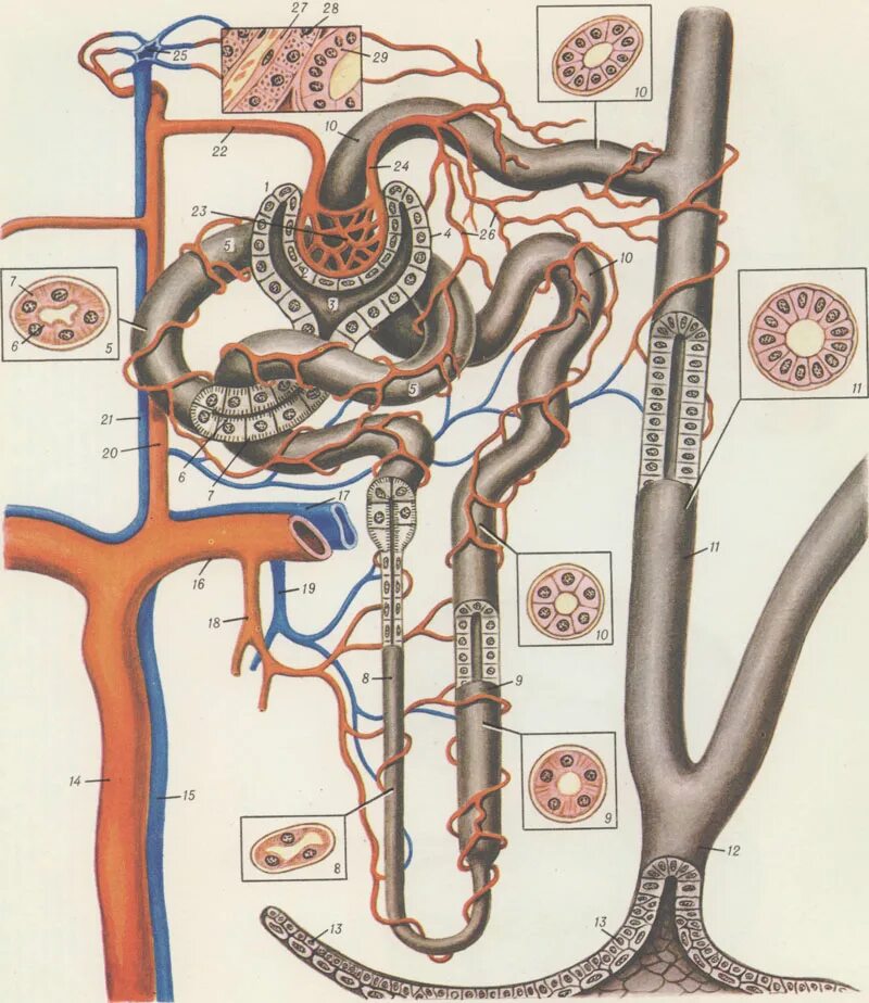 Какие капилляры в почках. Строение нефрона почки гистология. Юкстагломерулярный аппарат нефрона. Строение клубочка нефрона. Строение нефрона гистология.