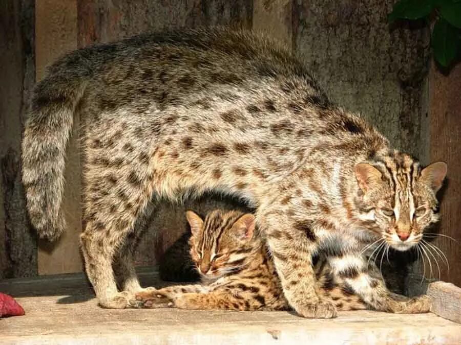 Амурский кот. Кот дикий лесной камышовый амурский. Уссурийский амурский лесной кот. Дальневосточный амурский кот. Дальневосточный лесной кот (prionailurus bengalensis euptilurus).