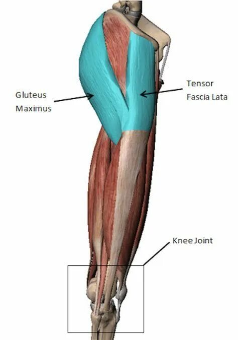 Tensor c. Fascia lata анатомия. musculus tensor fasciae latae, напрягатель широкой фасции. tensor fasciae latae muscle. напрягатель широкой фасции бедра крепление.