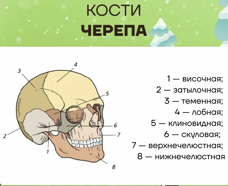 Сколько градусов в черепе