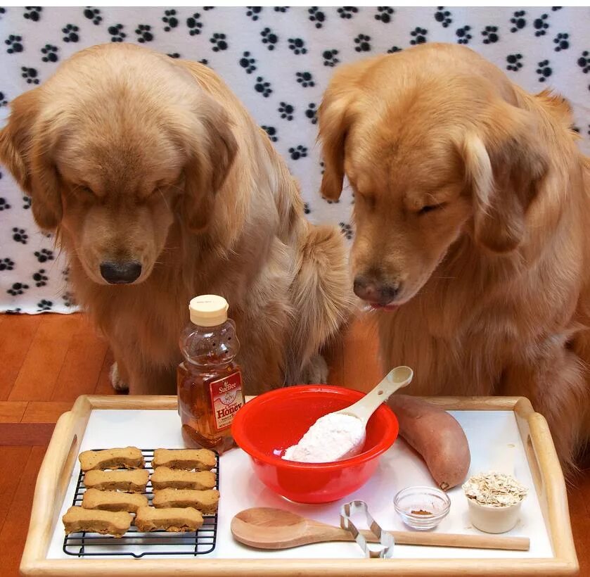 Кормить собаку печенью. Печенье собачки. Собака с печеньками. Печенье для щенков. Вкусняшки для собак.