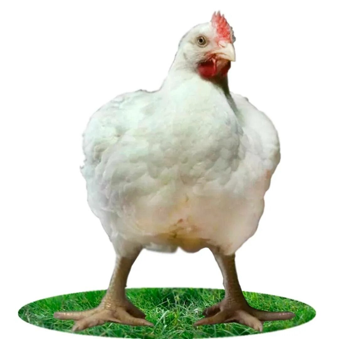 Бройлеры росс 308 и кобб 700. Что за порода бройлеров кобб 700. Цыплята бройлеры кобб 700. Бройлер кобб 700 арбор. Бройлер кобб 500.