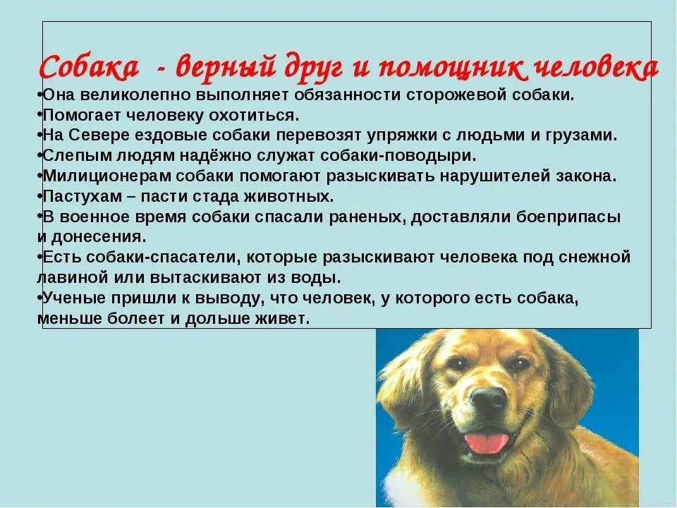 Составить рассказ про собаку