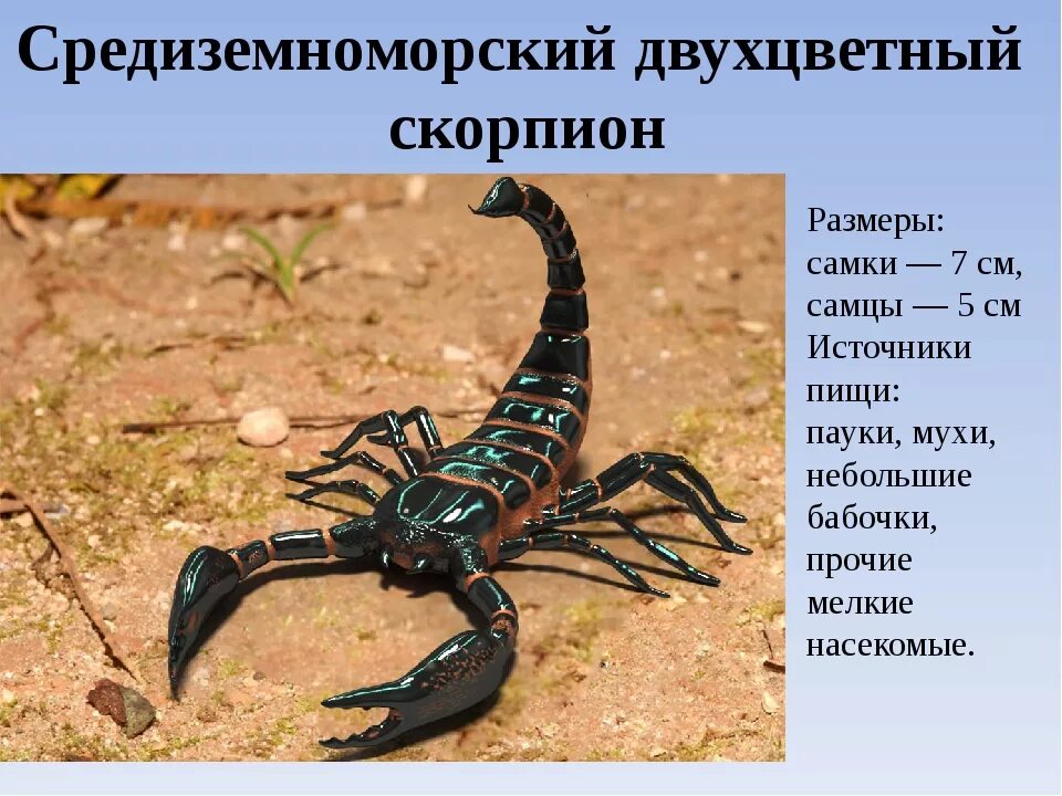 Паукообразные представители скорпион. К какому типу относится скорпион. Информация о скорпионах. К какому типу относится скорпион. Черный скорпион для презентации.