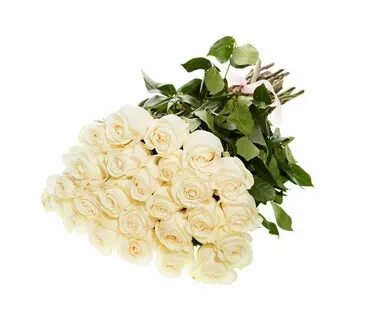 Rose 30