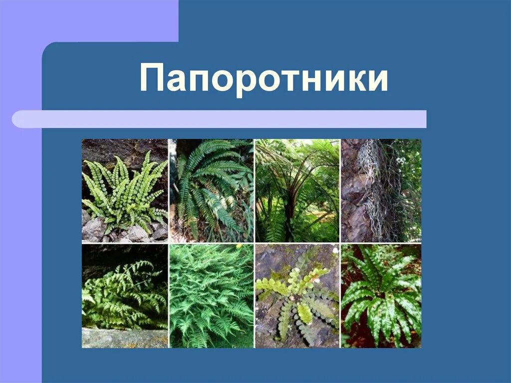 Приведите по три примера растений папоротники. Разнообразие растений. Папоротникообразные растения. Разнообразие папоротников. Многообразие папоротниковидных.