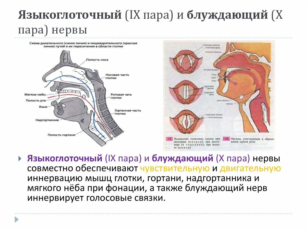 Языкоглоточный блуждающий нерв. Гортань иннервация пути. Иннервация гортани схема. Блуждающий нерв иннервирует мышцы глотки. Глоточные нервы блуждающего нерва иннервируют.