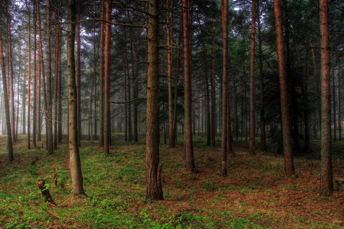 Сосновый лес освещенность