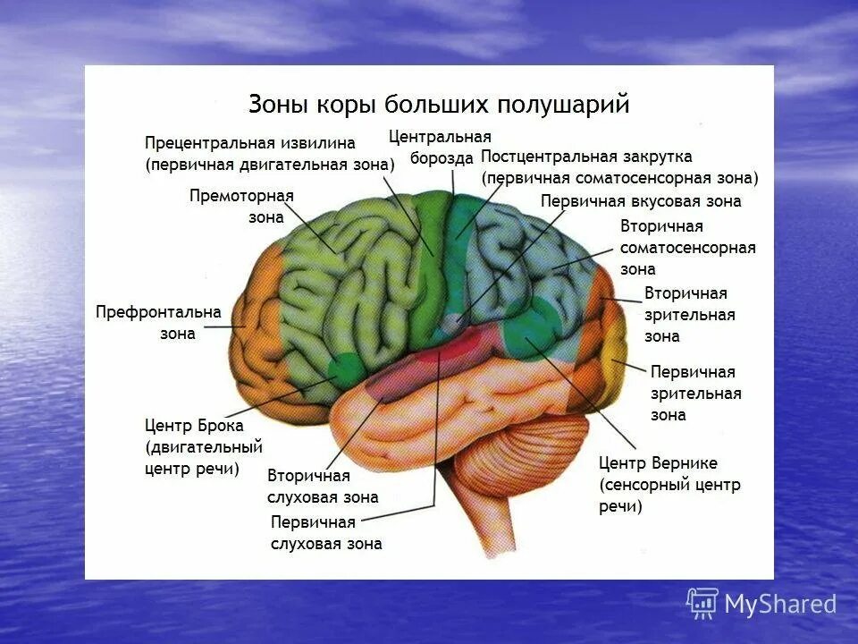 Зоны коры больших полушарий. Функциональные зоны коры больших полушарий. Слуховая зона коры головного мозга. Слуховая зона коры головного мозга расположена в.