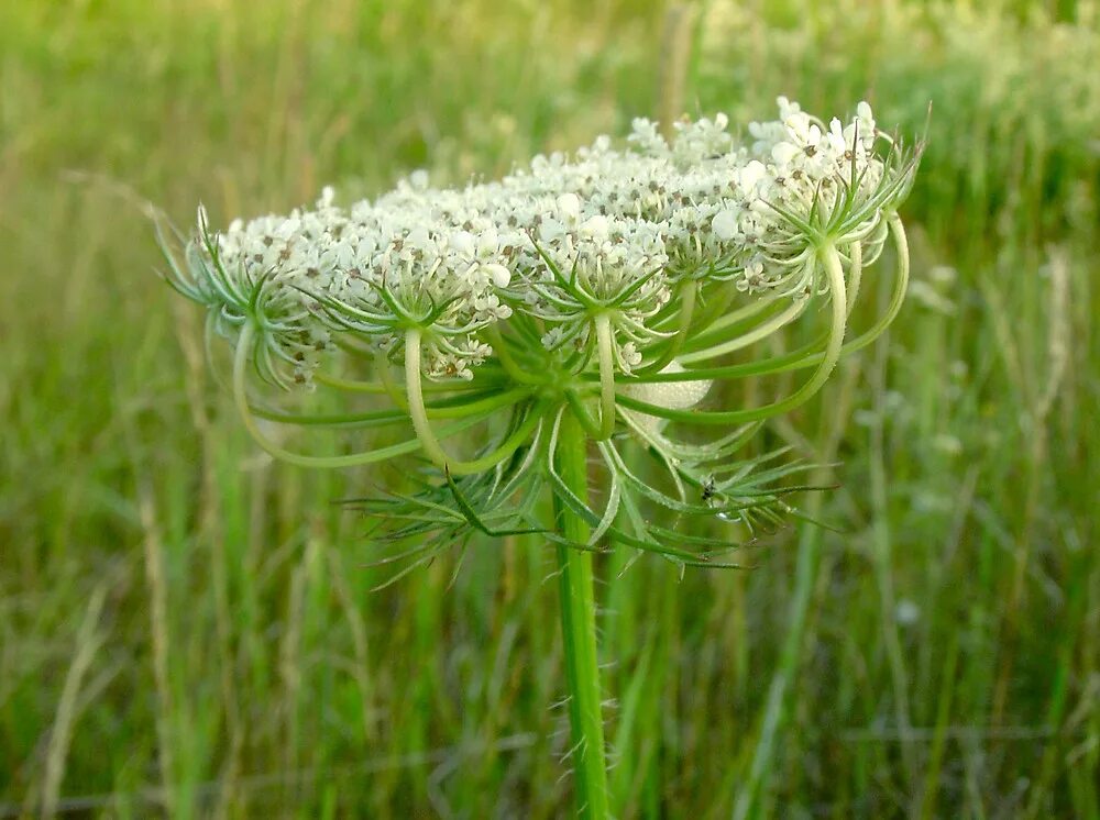 Зонтик моркови. Морковь Дикая (Daucus carota). Соцветие дикой моркови. Дикая морковь зонтичные. Морковь Дикая медонос.