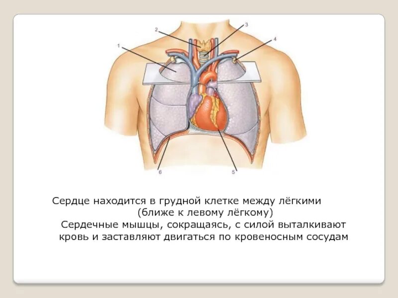 Дом где находится сердце. Расположение сердца у человека. Расположение сердца и легких.