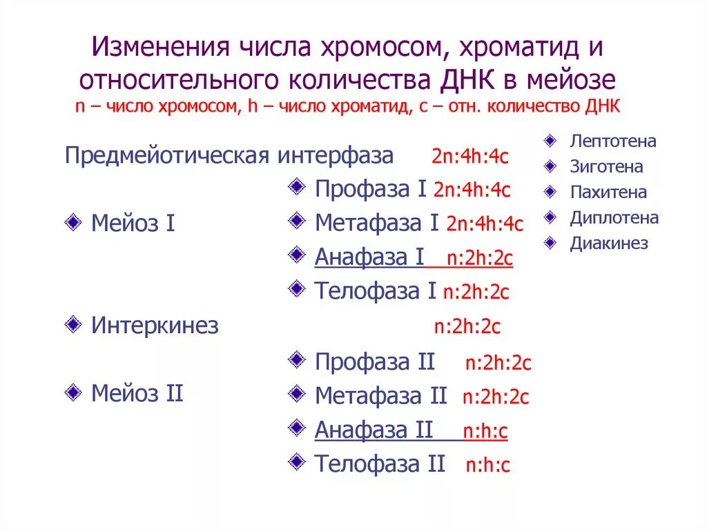 Набор хромосом и днк клетки 2n2c. Мейоз фазы таблица набор хромосом. Мейоз 2 фазы набор хромосом. Число хромосом в мейозе. Чисто Хоромос в мейозе.