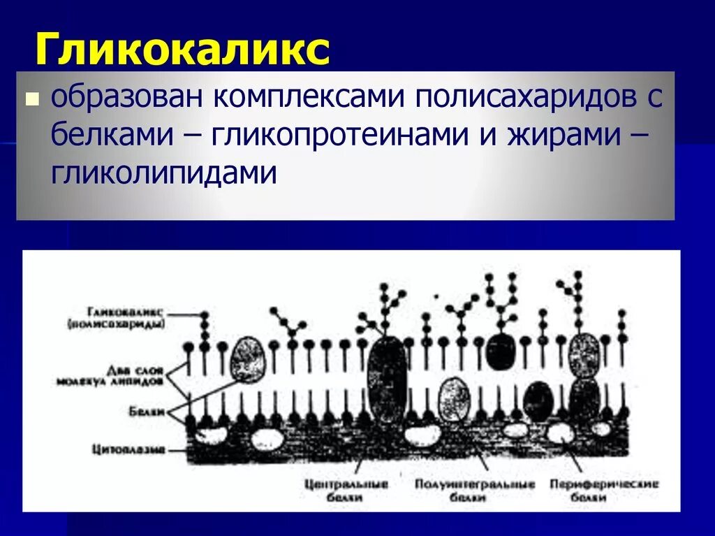 Биологической мембраны гликокаликс. Гликокаликс строение и функции. Клеточная мембрана строение гликокаликс. Надмембранный комплекс гликокаликс.