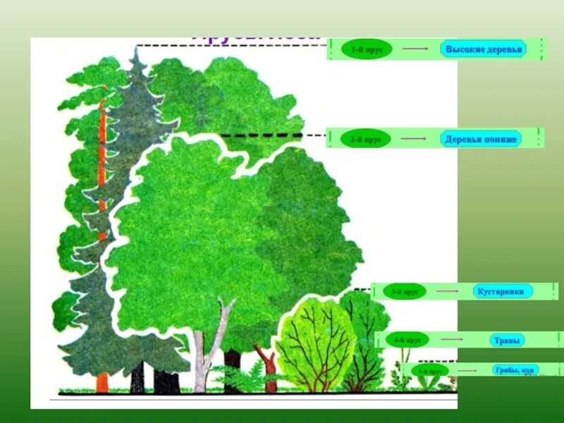 Растительное сообщество рисунок. Ярусность растений в лесу. Ярусы леса 4 ярус. Смешанный лес ярусность растений. Ярусность смешанных лесов.