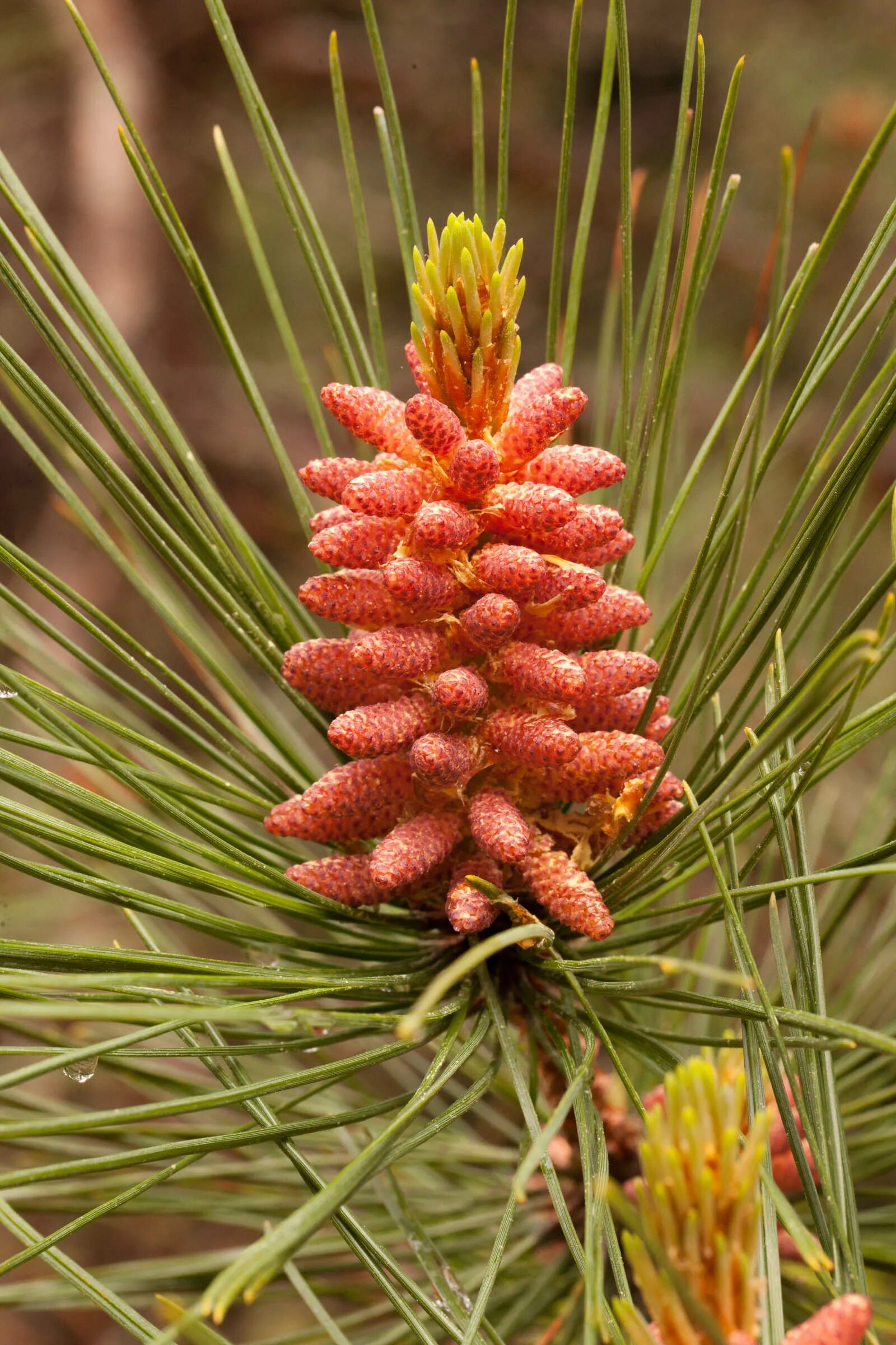 Pinus resinosa. Pinus resinosa сосна. Сосна красная/смолистая (Pinus resinosa). Pinus resinosa шишки. Купить семена хвойных