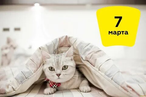 Котик в одеяле