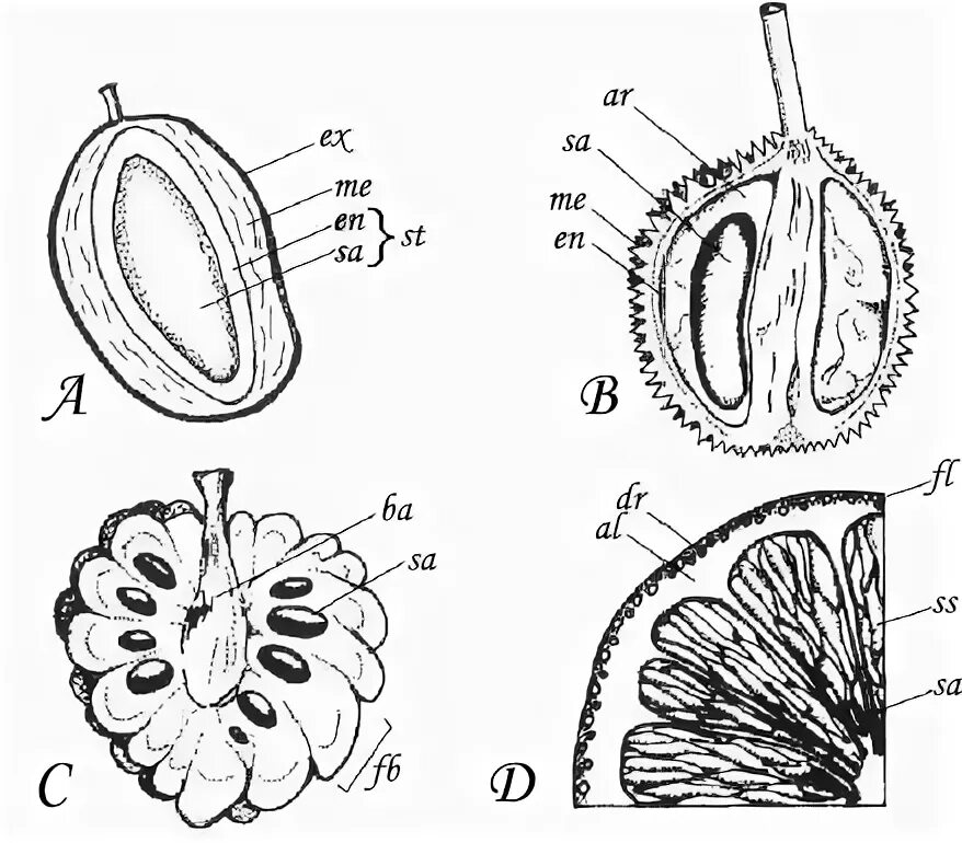 Строение плода околоплодник. Околоплодник и семя. Схема околоплодника у плодов. Модель плода по биологии 6 класс.