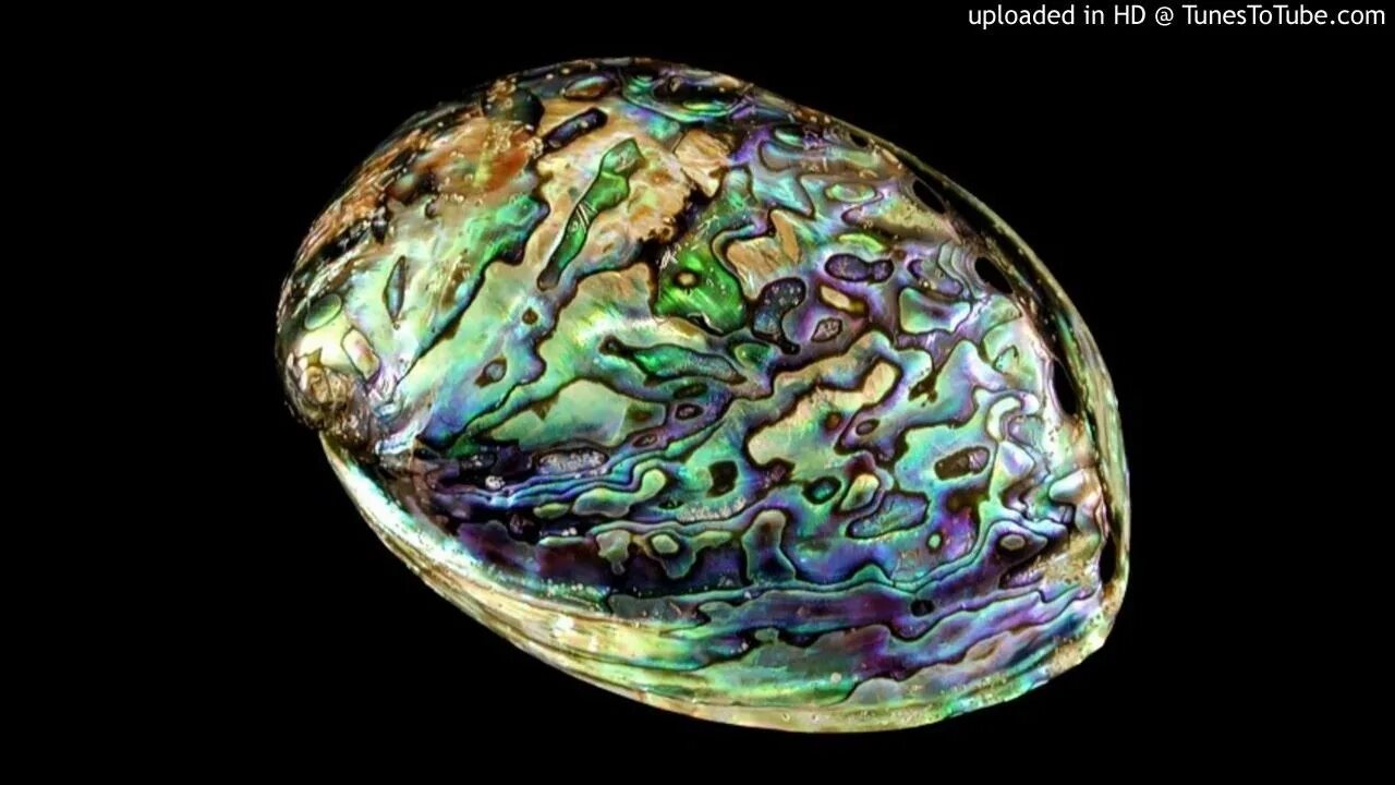 Shell fragment. Южноафриканский абалон. бог абалон. abalone shell. галиотис цвет.