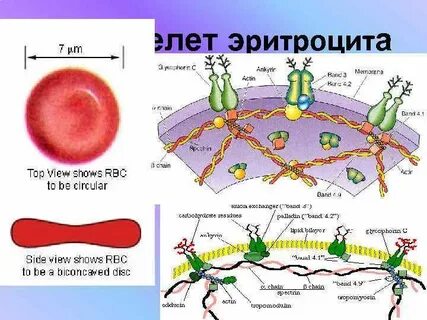 Цитоскелет мембрана