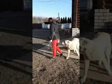 Маршал бухара