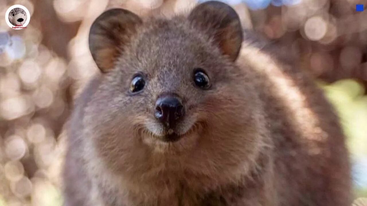 3 глава улыбающиеся зверьки. Кенгуру Квокка. Квокка сумчатый зверь. Квокка эндемики Австралии. Самое счастливое животное Квокка.