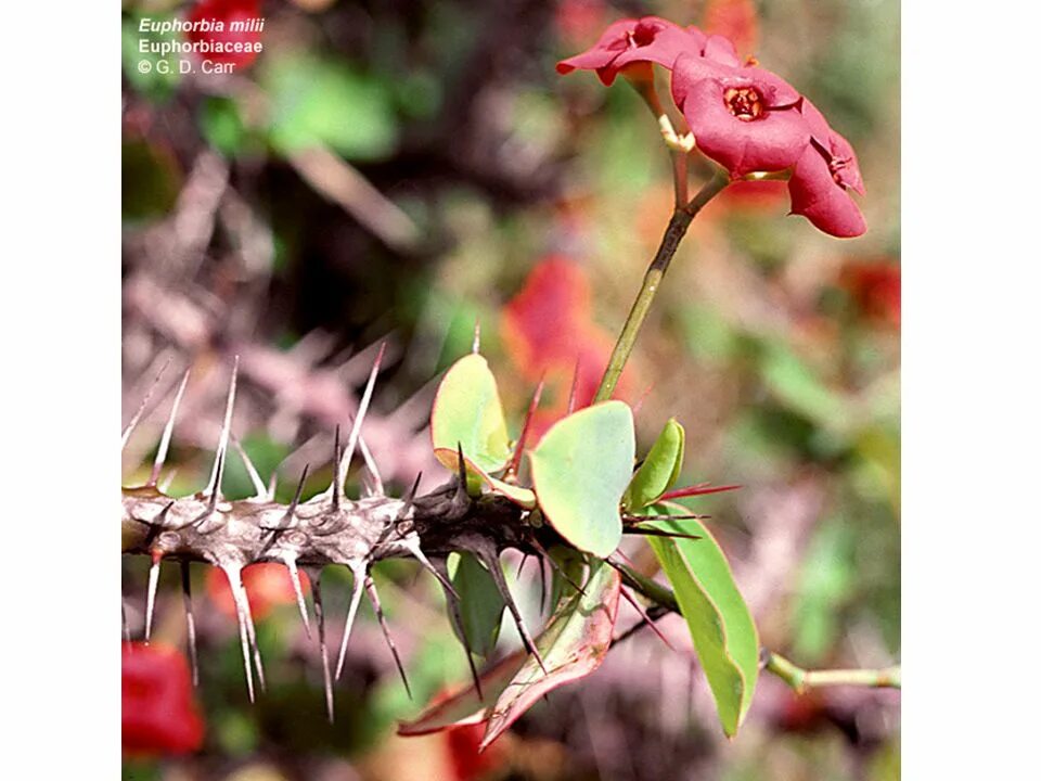 колючий цветок с красными цветами. колючки саадана. Huernia стапелия. экзотический цветок-колючка. растения с шипами.