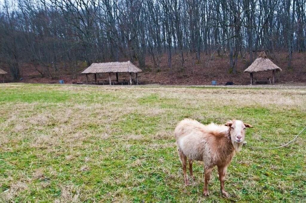 Очаровательная полянка горячий. Очаровательная Полянка горячий ключ беседки. Фанагорийское очаровательная Полянка. Очаровательная Поляна горячий ключ. Пансионат очаровательная Полянка горячий ключ.