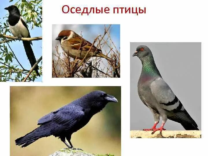 Оседлые птицы. Оседлые городские птицы. Седая птица. Оседлые птицы названия. Оседлые Лесные птицы.