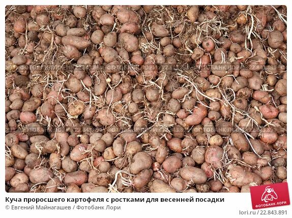 Как выглядят семена картошки Кувандыкский фермер вырастил хороший урожай картофеля Газета "Оренбуржье"