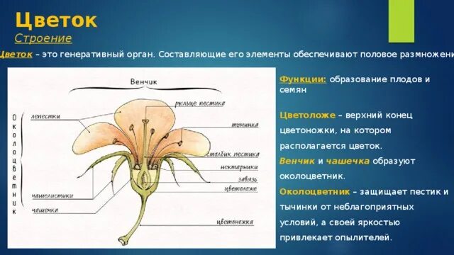 Цветок строение и функции. Части цветка и их функции 6 класс биология. Строение цветка и его функции. Строение цветка цветоложе.