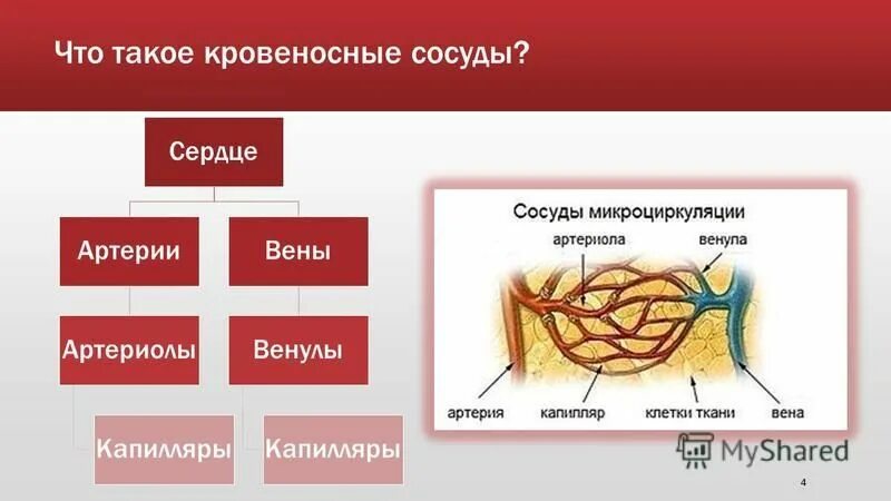 Кровеносные сосуды необходимы для. Артерии и вены венулы и артериолы. кровеносные сосуды капилляры. кровеносные сосуды артериолы. артерии артериолы капилляры венулы вены.