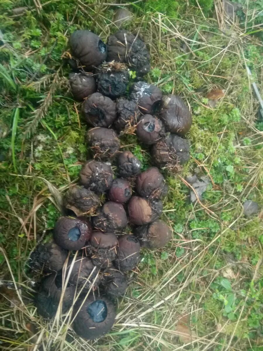 саркосома шаровидная гриб целебные. саркосома шаровидная саркосома шаровидная. саркосома шаровидная гриб. саркосома шаровидная саркосома шаровидная. гриб саркосома где растет.