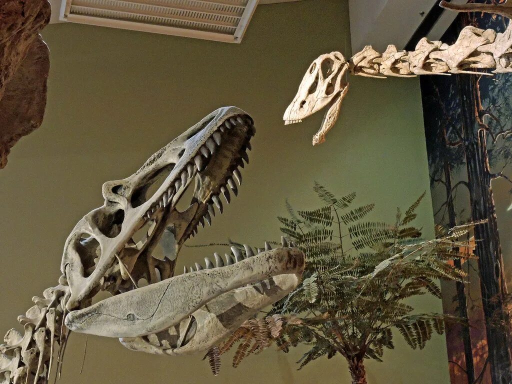 Заурофаганакс. Заурофаганакс Планета динозавров. Заурофаганакс скелет. Saurophaganax Maximus. Череп Заурофаганакса.