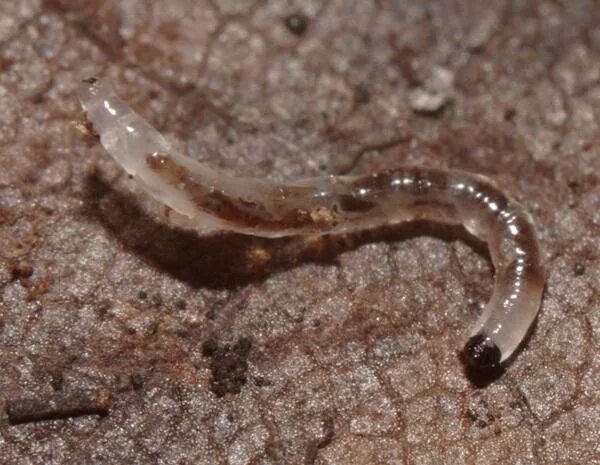 Личинка грибного комарика. Сциариды грибные комарики. Огуречный комарик личинка. Грибной комарик. Почвенные комарики личинки.