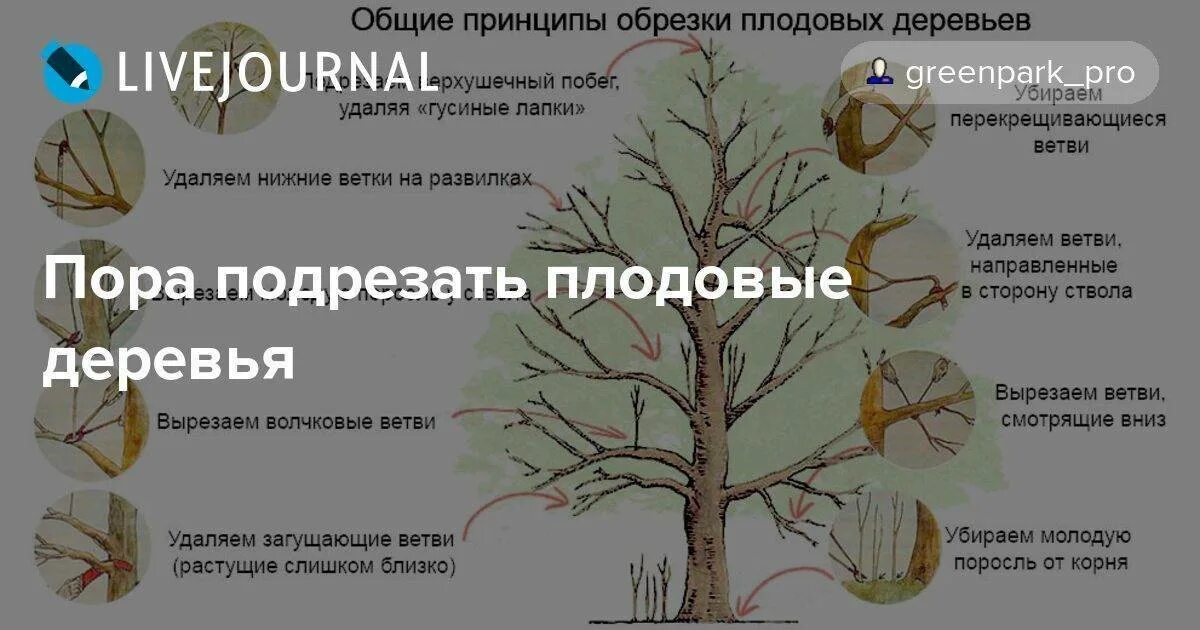 До какого времени можно обрезать деревья весной