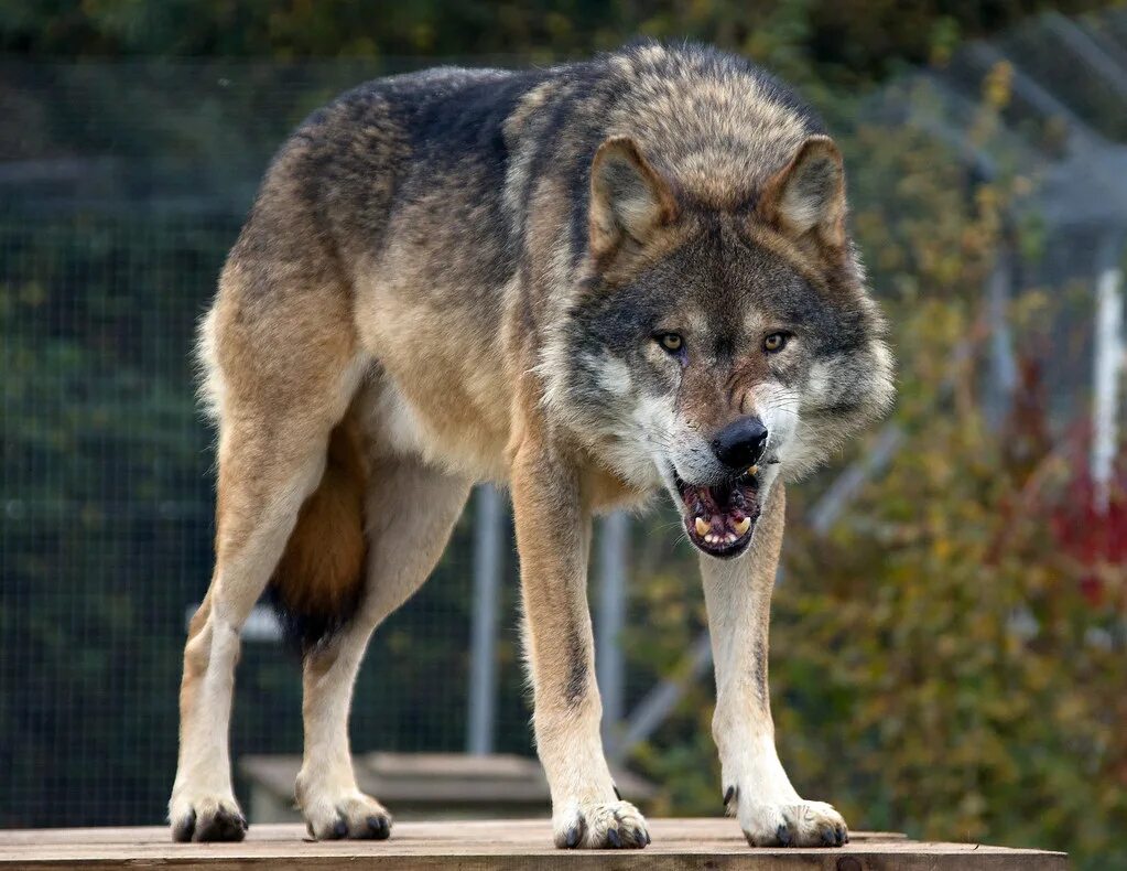 Серый Альфа волк. Альфа самка волк. Волк самец. Альфа самец волк.