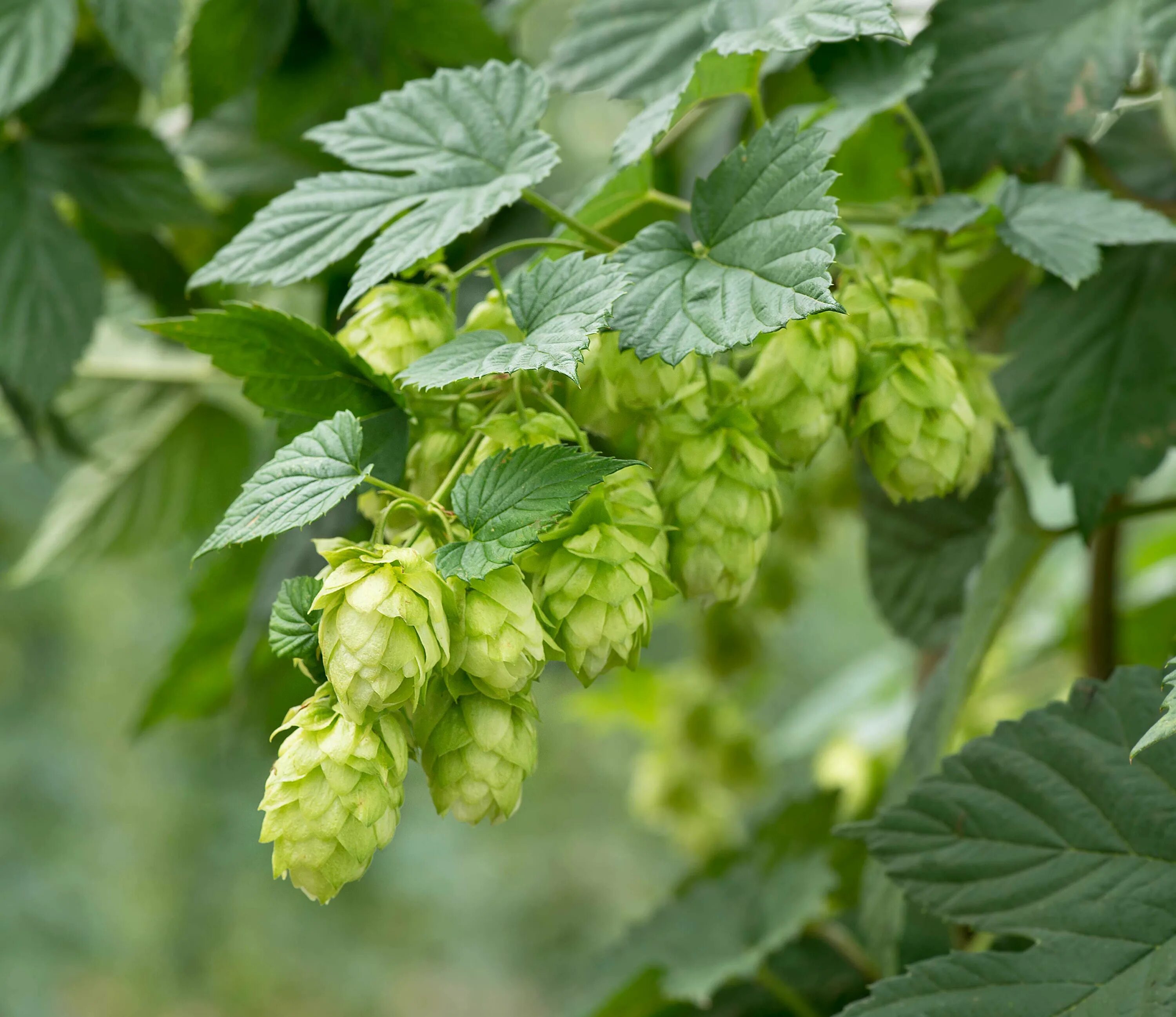 Как выглядит хмель. Хмель/humulus. хмель обыкновенный   húmulus lúpulus. хмель лесной.