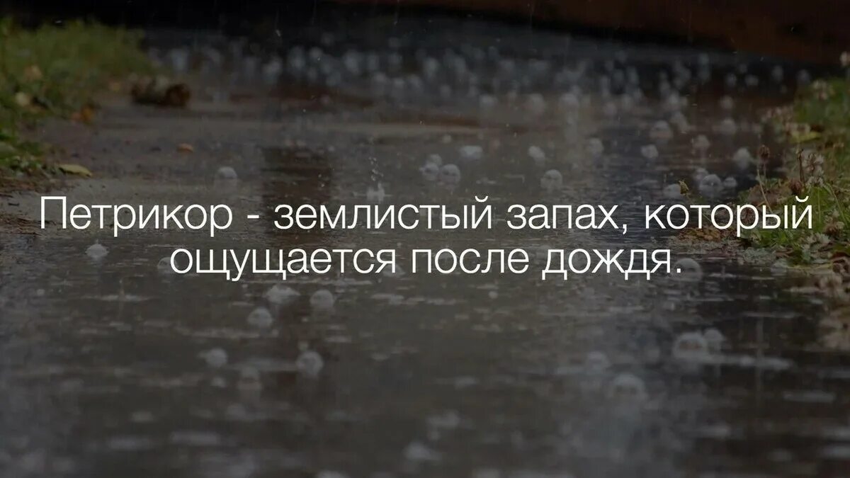 Воняет после. Запах после дождя. Петрикор запах после дождя.. Запах земли после дождя. Запах асфальта после дождя.